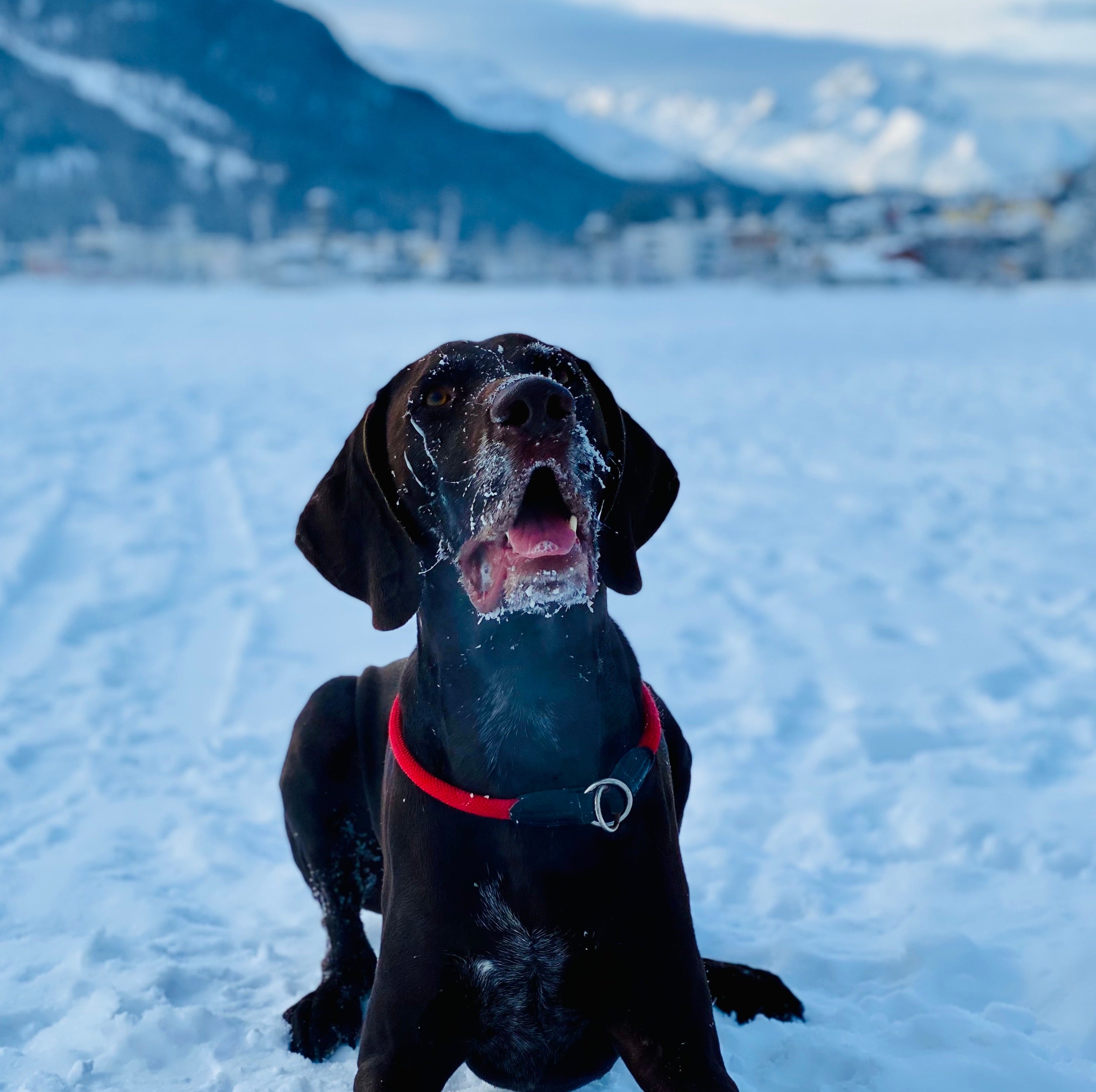 Schneegastritis beim Hund: Was ist das und wie kannst du deinen Vierbeiner schützen?