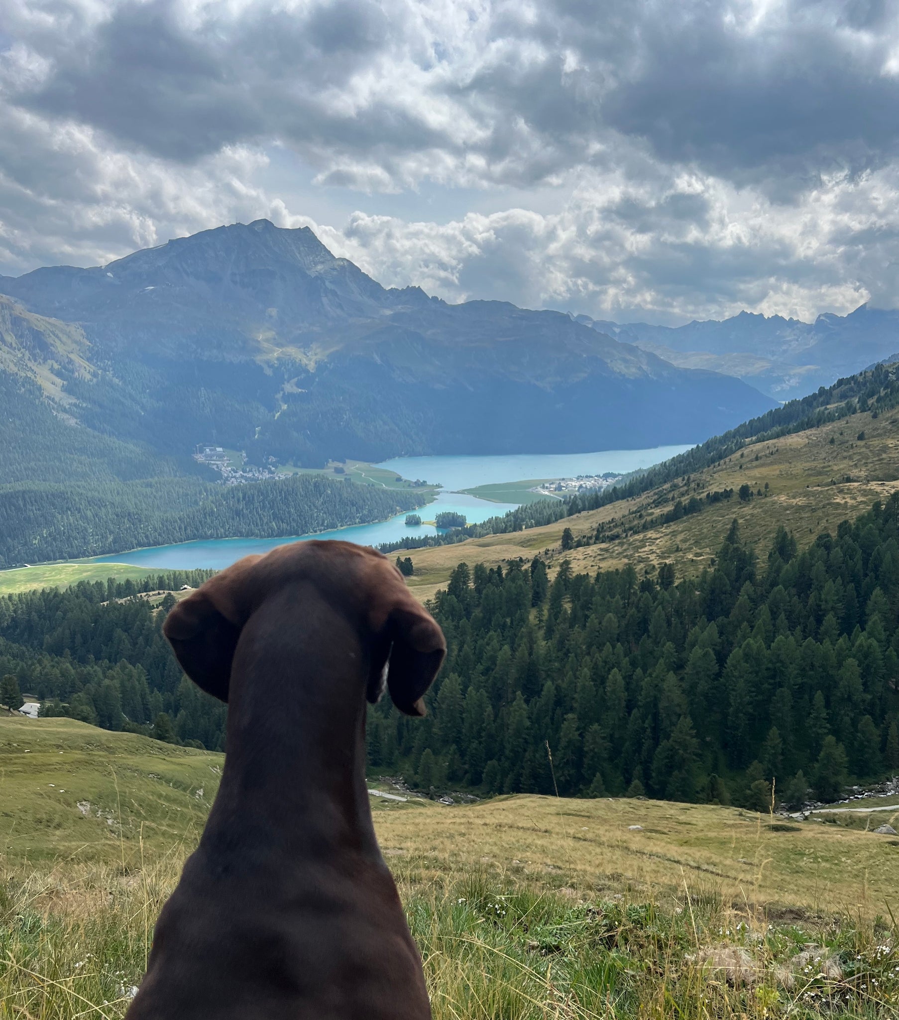 Wandern mit Hund - Ein Abenteuer für Zwei